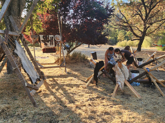 How to Tan a Sheep Hide with the Wool On